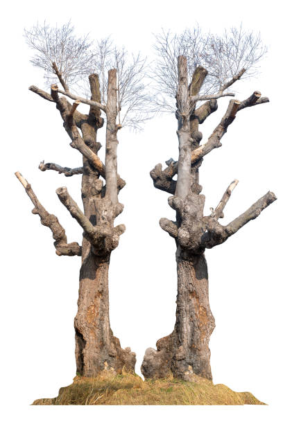 Dead tree with dry trunk and branches, beautiful natural Image, Isolated on white background with clipping path.