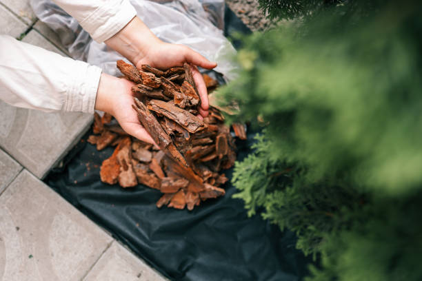 istock Hands pouring decorative bark mulch onto a black landscape fabric for garden bed protection. Gardening scene focused on eco-friendly mulching for soil moisture retention and weed control 2199488806