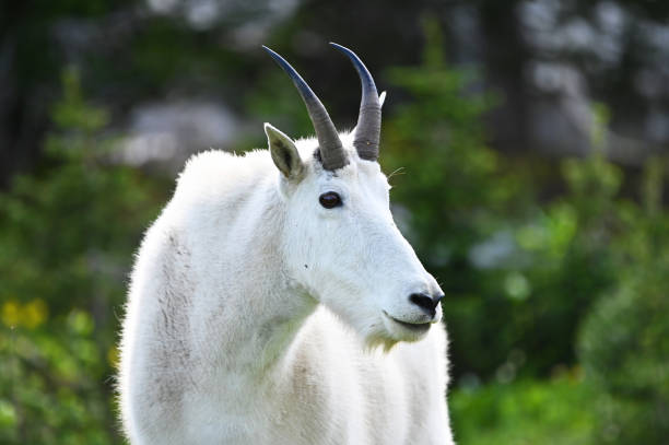 Close up of a mountain goat at Glacier National Park
