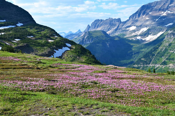 Rugged mountains, field of flowers, alpine meadow,  hiking in Logan Pass  in Glacier National Park