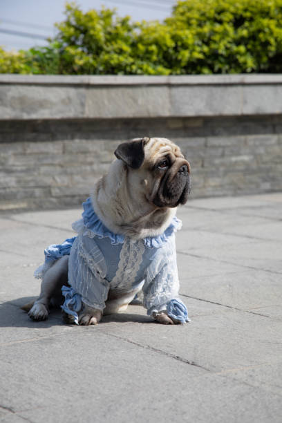 The pug dog sits and looks with the sad big eyes.