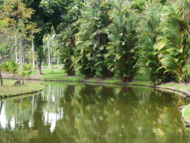 istock A small pond surrounded by large dark green trees. 2199495629