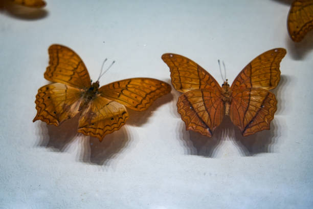 Close-up of exquisite and beautiful butterfly specimen