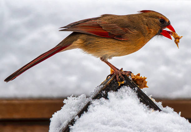 A female Northern Cardinal in the snow