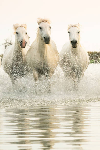 istock Camargue horses running in the water 2199504149