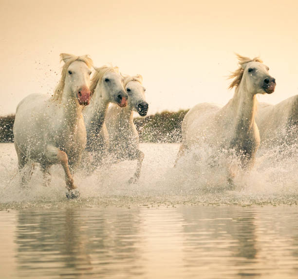 istock Camargue horses run through water 2199504156