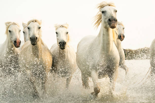 istock Camargue horses run through water 2199504158