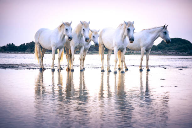istock Horses standing in wet sand at dawn 2199504171