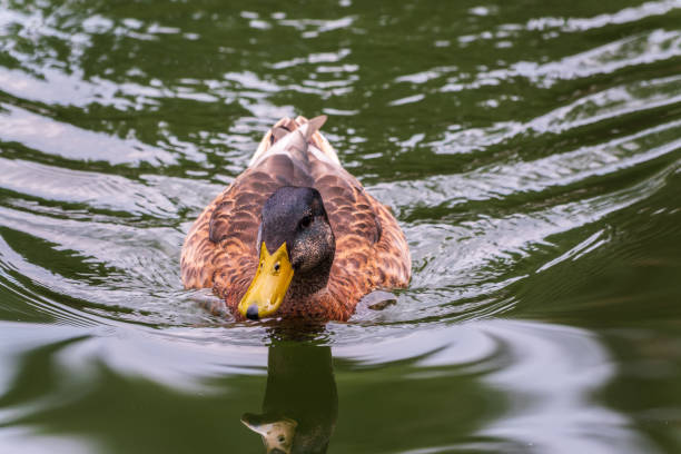 Pair of ruddy shelducks swimming in the lake