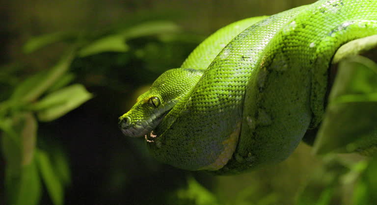 Close-Up of a Green Tree Python Resting on a Branch in a Tropical forest