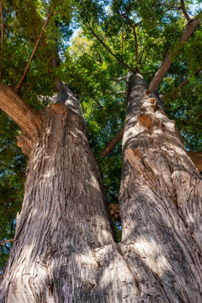 istock Green kaya trees covering the sky 2199507345
