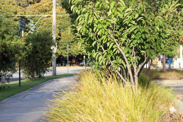 istock suburban footpath lined with landscaping grasses and trees 2199507915