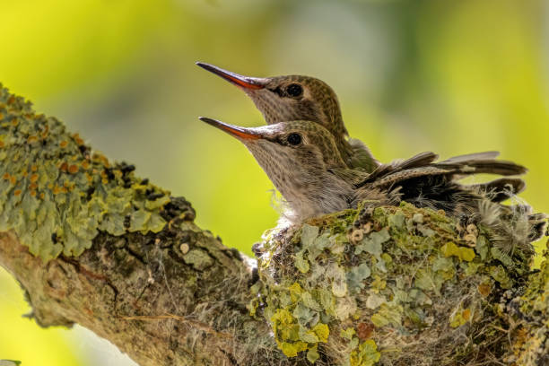 istock Anna's Hummingbird babies waiting mom to feed 2199514159