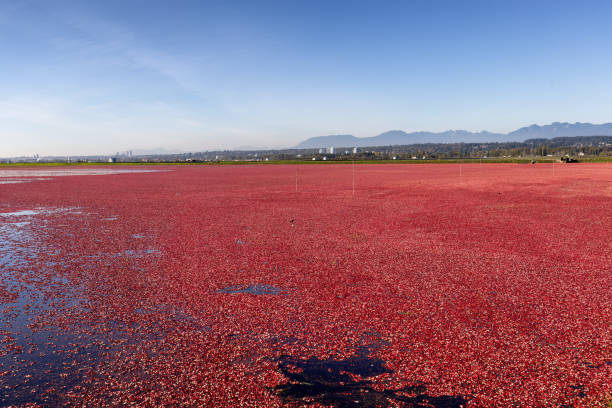 istock cranberries, Richmond British Columbia, Canada 2199514209