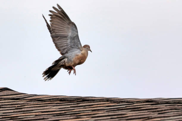 Oriental Turtle Dove flying off a roof