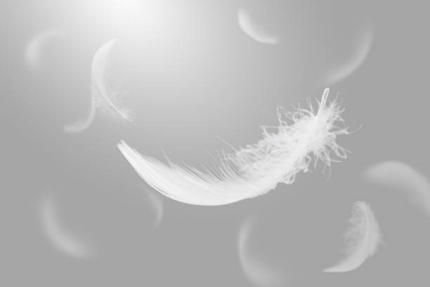 istock White Feathers Falling in The Air. Fluffy Downy, Flying Feathers. Softness of Feathers floating in Heavenly. 2199517636