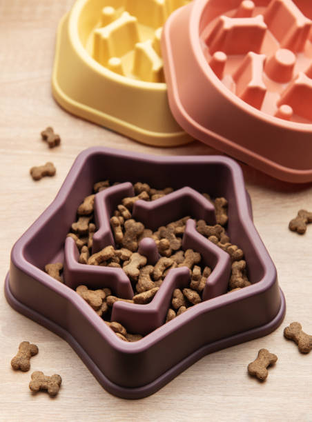 istock Slow feeding bowl containing dry pet food on wooden table 2199517687