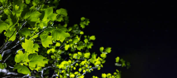 A green-leafed