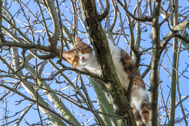 The cat has climbed high up a tree and is looking down. A cat sits on a tree branch and looks at the camera.