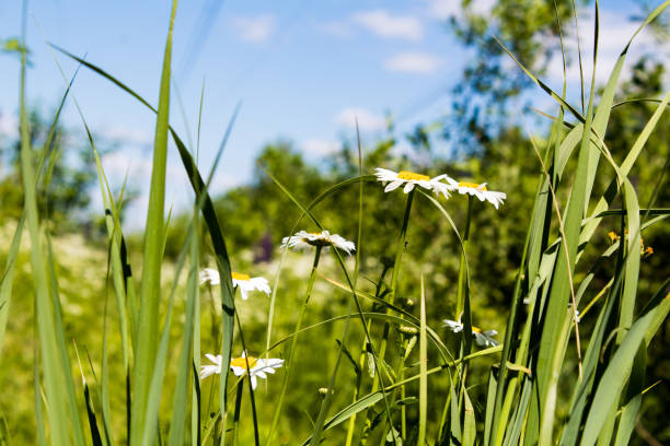 Wildflower daisies in the Saanich Peninsula on Vancouver Island, British Columbia