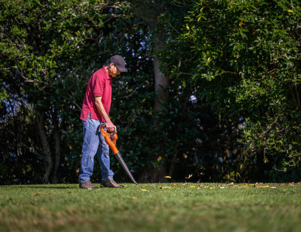 istock Man cleaning fallen leaves using a leaf blower. Auckland. 2199523290