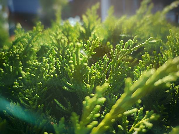 Close-up of vibrant green foliage basking in warm sunlight, creating a serene and refreshing natural scene. The soft focus and gentle bokeh effect in the background add depth, enhancing the lush textu