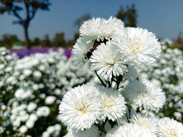 isolate white flowers blossom in the field