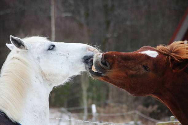 Close up shot of pretty young woman and horse sharing a kiss as the horse reaches forward towards the girl in an emotional moment  of togetherness.