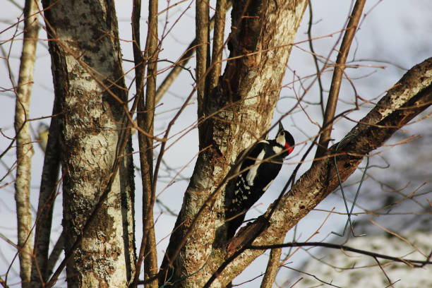 istock A great spotted woodpecker up close 2199523704