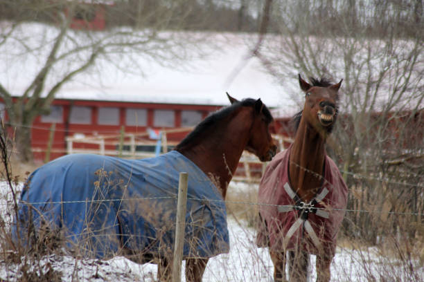 Brown horse walking in the snow