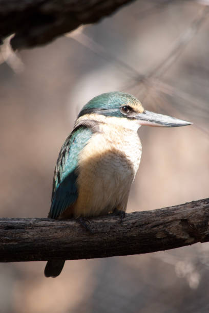istock the kingfisher is perched on a branch 2199524070