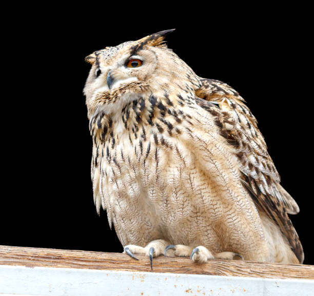 The Bengal eagle-owl, also widely known as the Indian eagle-owl or rock eagle-owl, is a large horned owl species native to hilly and rocky scrub forests in the Indian Subcontinent. It is splashed with