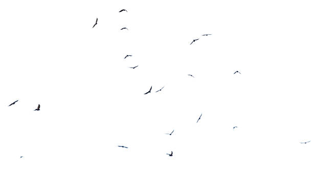 istock A flock of birds in flight isolated on a white background 2199527273