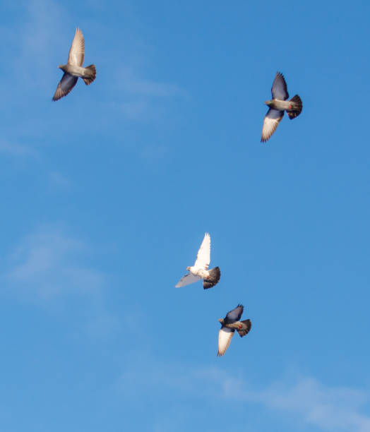 istock Four birds flying in the sky, one of which is white 2199527530