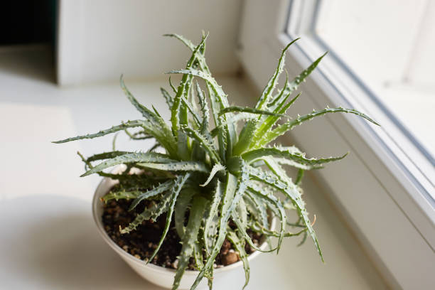 A rare kind of aloe on a white windowsill on a sunny summer day