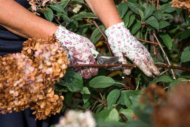 istock Autumn gardening. The gardener uses pruning shears. Pruning hydrangea bushes with pruning shears after flowering. Cottage and garden flower care. 2199531066