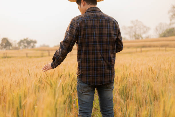 istock Male farmer inspects grain field and sends data from tablet to cloud Smart farming and digital agriculture analyze data in barley fields 2199532467