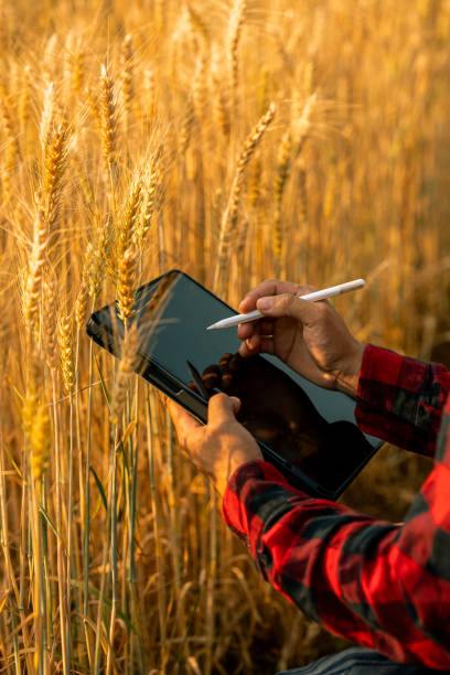 istock Male farmer inspects grain field and sends data from tablet to cloud Smart farming and digital agriculture analyze data in barley fields 2199532528