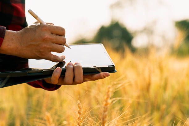 istock Male farmer inspects grain field and sends data from tablet to cloud Smart farming and digital agriculture analyze data in barley fields 2199532529