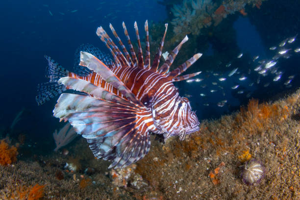 istock Lion Fish beneath under the structure of Wonder Reef 2199533229
