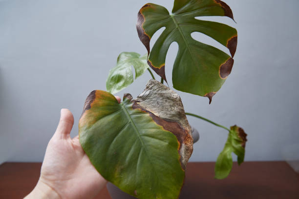 istock Monster with rotted leaves. A woman's hand shows a damaged sheet 2199533726