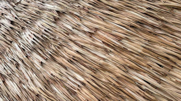 Roof Thatch with Natural Material Dried Nipa Palm Leaf Texture Background