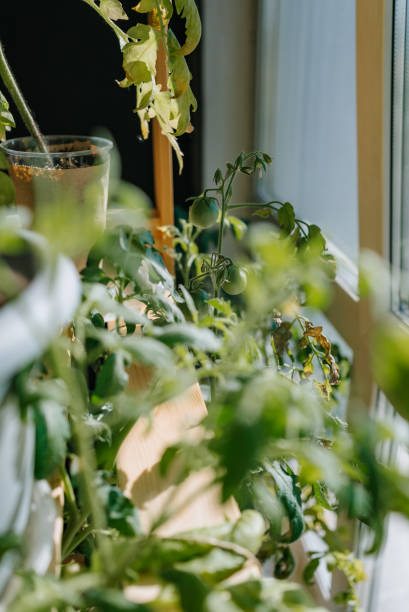 istock Indoor Garden with Tomato Plants Growing on a Sunny Windowsill 2199535898