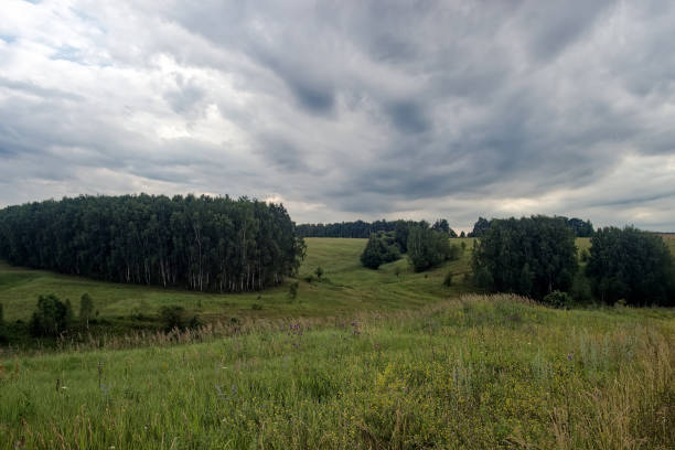 istock Field overgrown with weeds on a cloudy day 2199535989