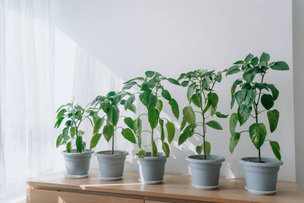 istock Row of Potted Green Pepper Plants in Sunlit Indoor Setting 2199536508