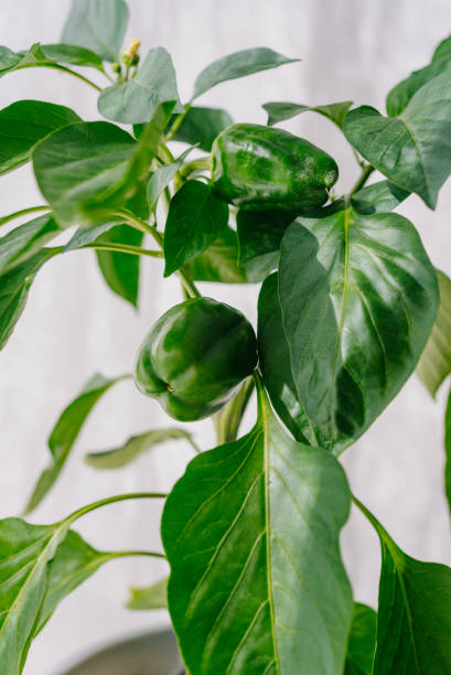 istock Green bell pepper plant growing in a pot 2199536612