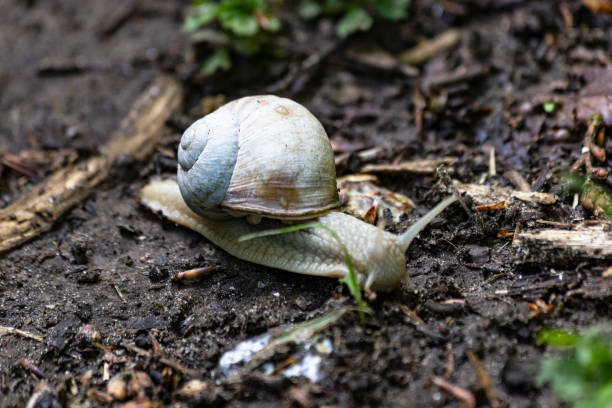snail in natural conditions England
