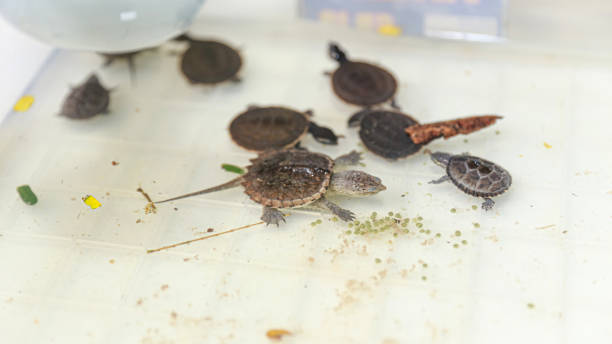 istock Baby turtle in a white tub and very cute 2199540054