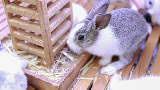 istock The little bunnies are all so cute 2199540163