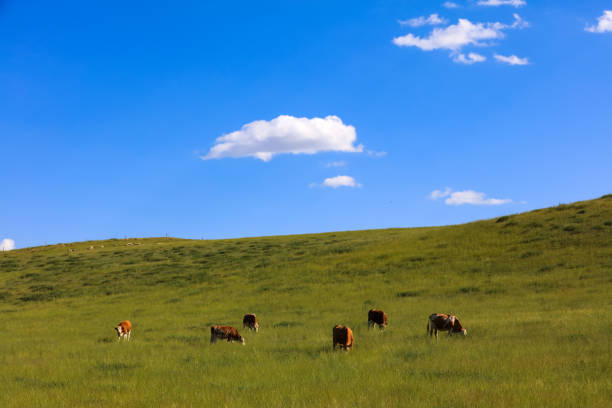 A herd of cattle was grazing on the prairie， Cows are grazing on the grassland